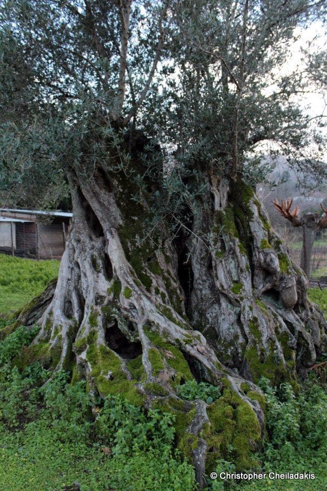 Palea Roumata olive tree 2