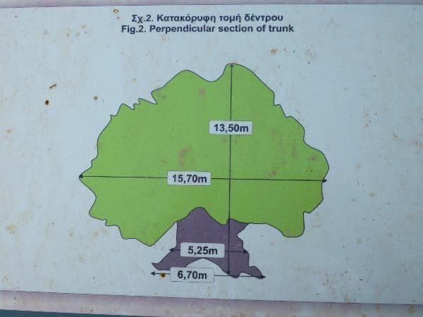 Samonas monumental olive tree 2