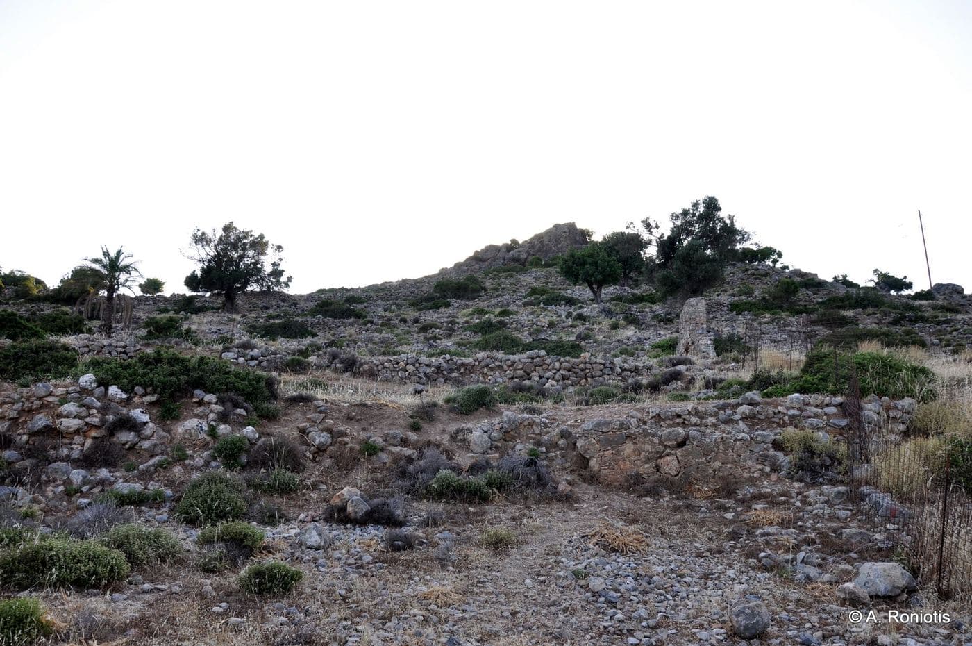Ancient Phoenix (Katopolis) 2