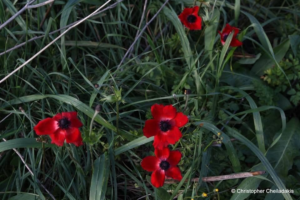 Anemones