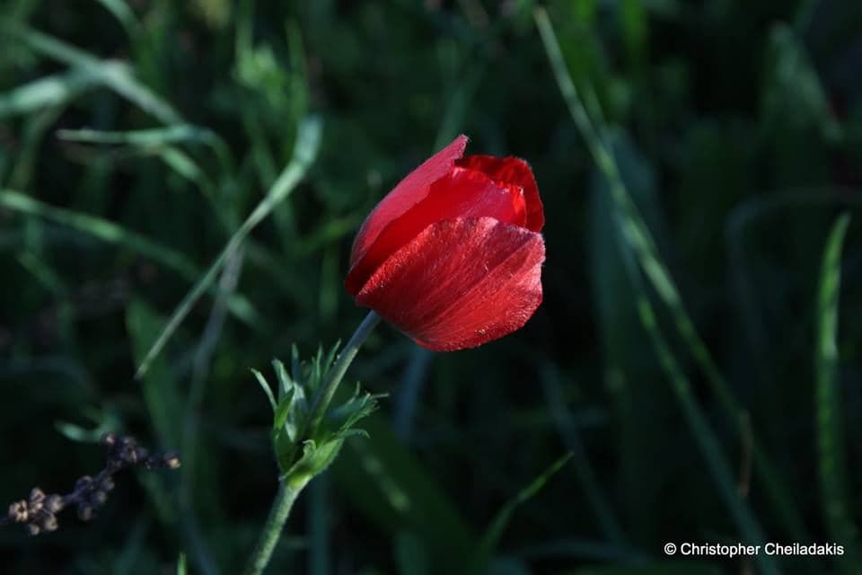 Anemones 2