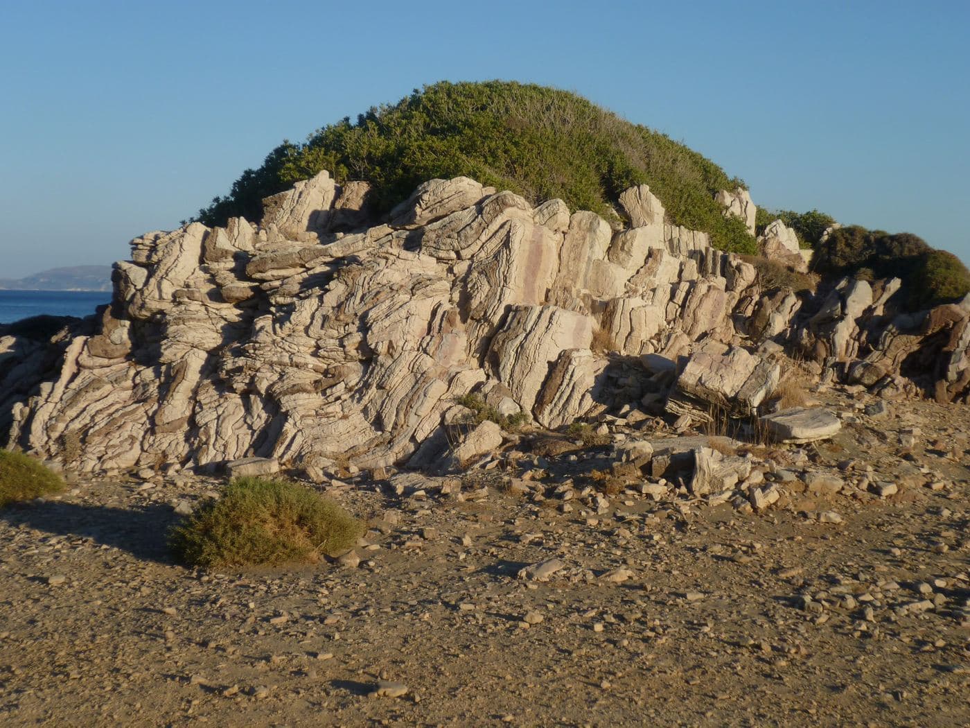 Apoplystra Folds 2