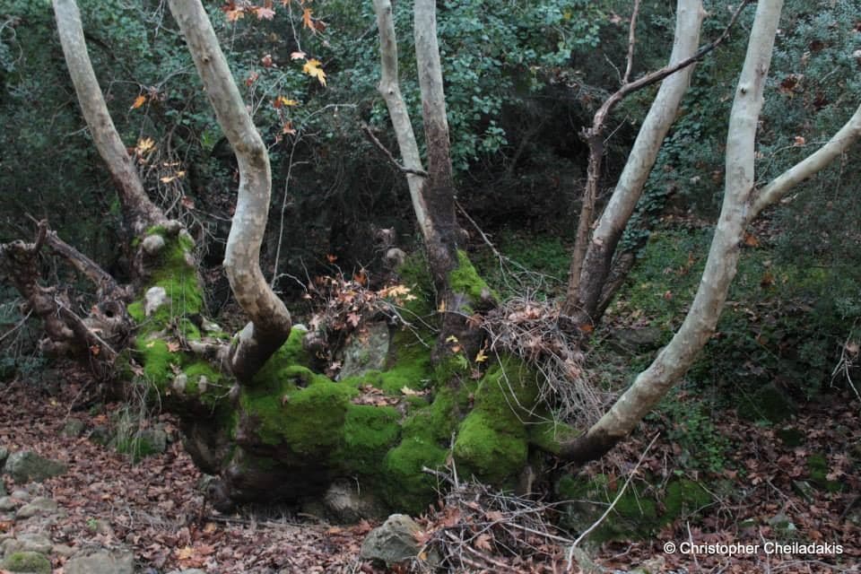 Aposelemis Gorge 3
