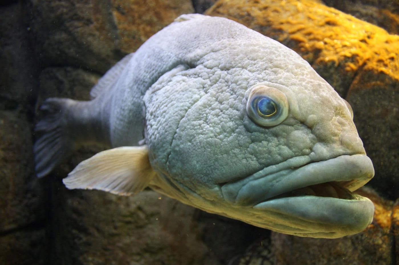 Aquarium Cretaquarium - Thalassocosmos in Gournes