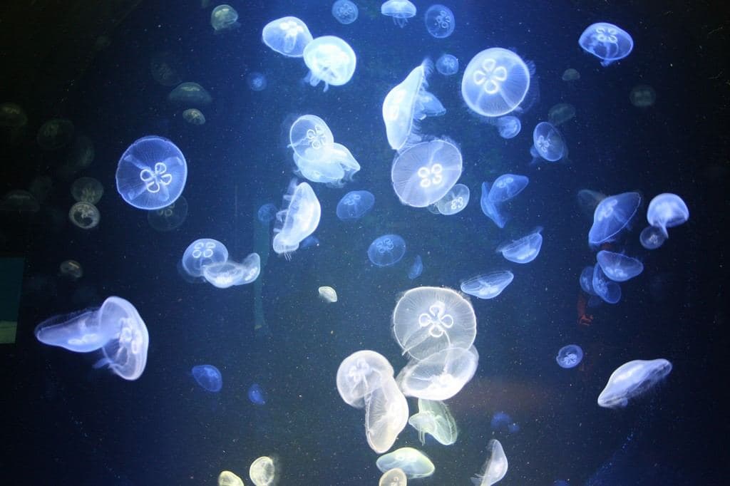 Aquarium Cretaquarium - Thalassocosmos in Gournes 2