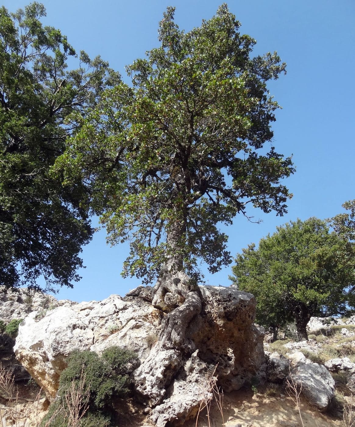 Aravanes Wood 2