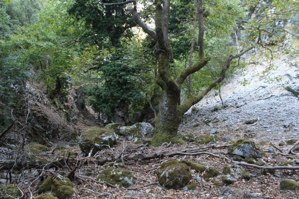 Askidia Gorge 3