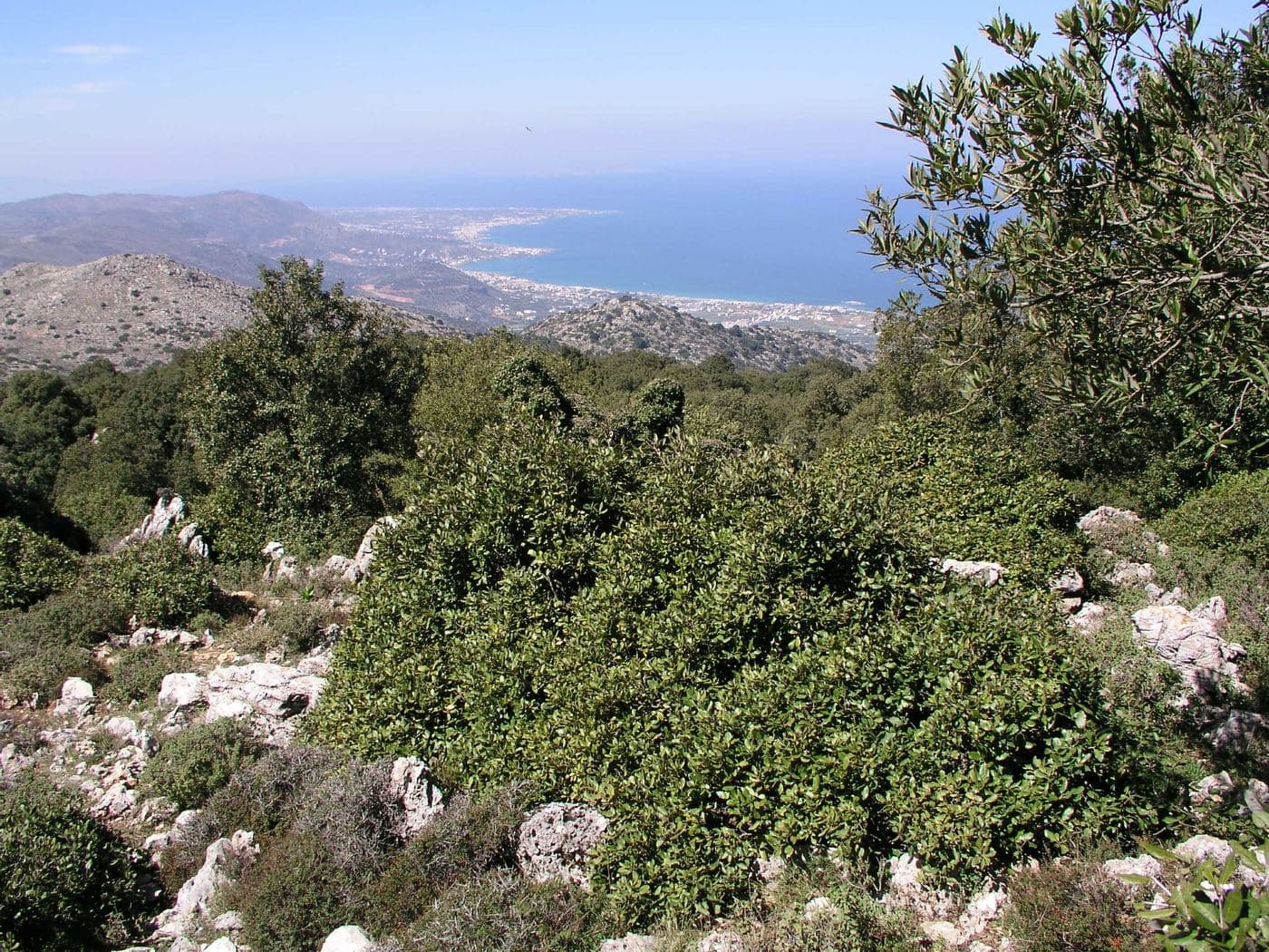 Azilakodasos Wood 2