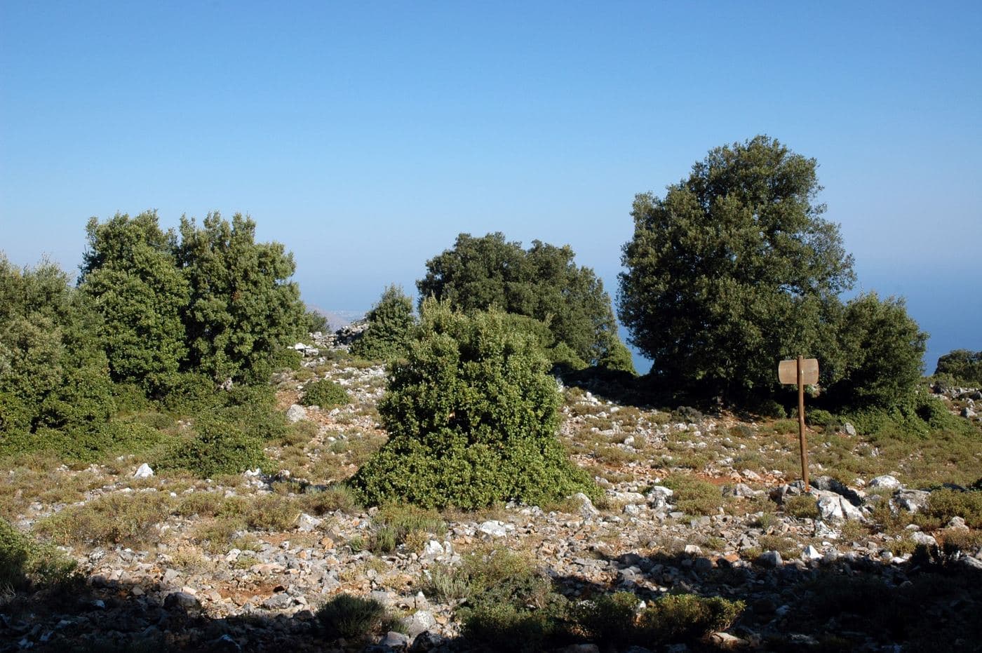 Azilakodasos Wood 3