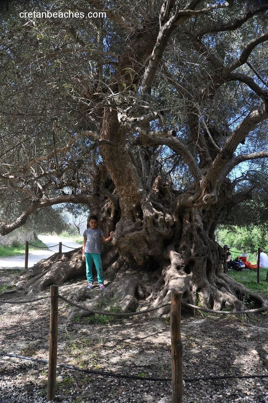 Azorias olive tree