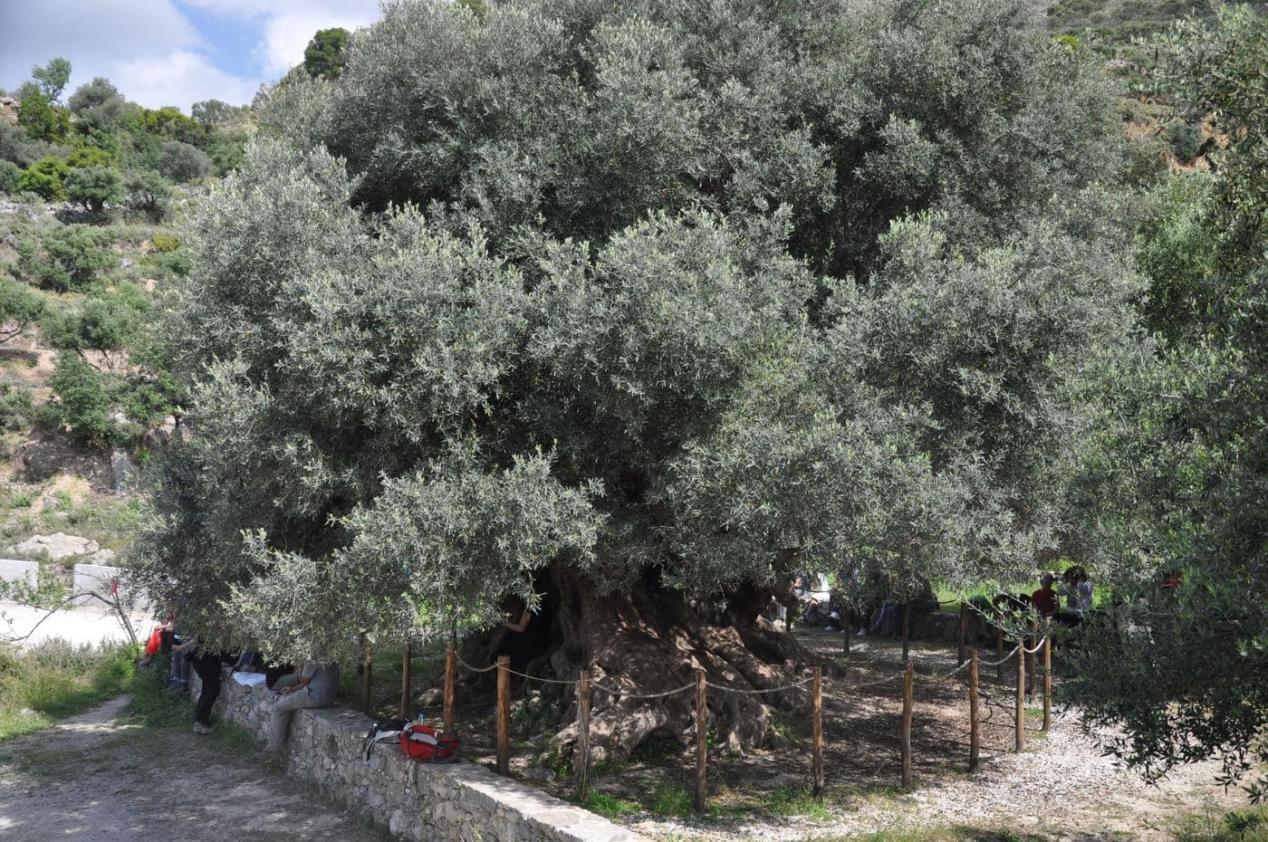 Azorias olive tree 2