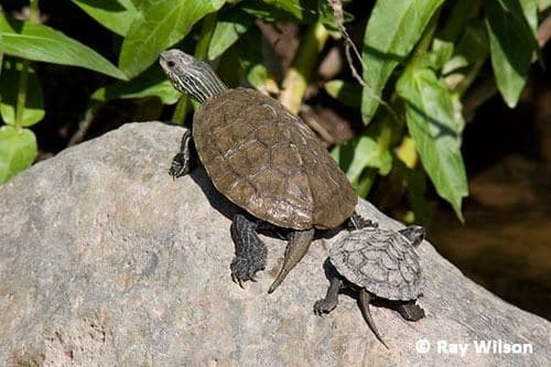 Balcan terrapin