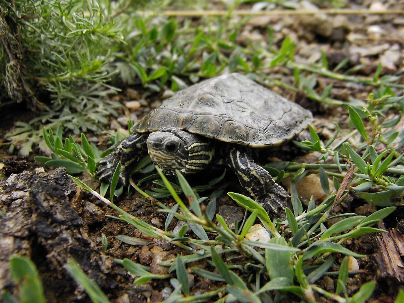 Balcan terrapin 2
