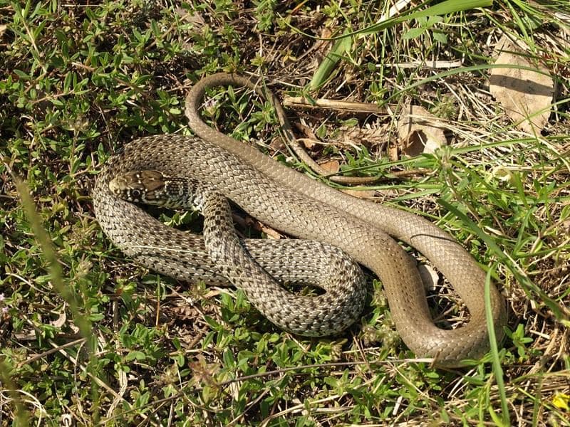 Balkan whip snake 2