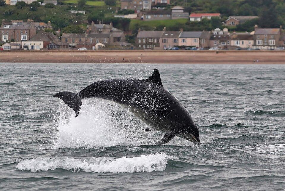 Bottlenose dolphin
