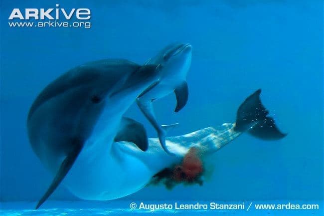 Bottlenose dolphin 2
