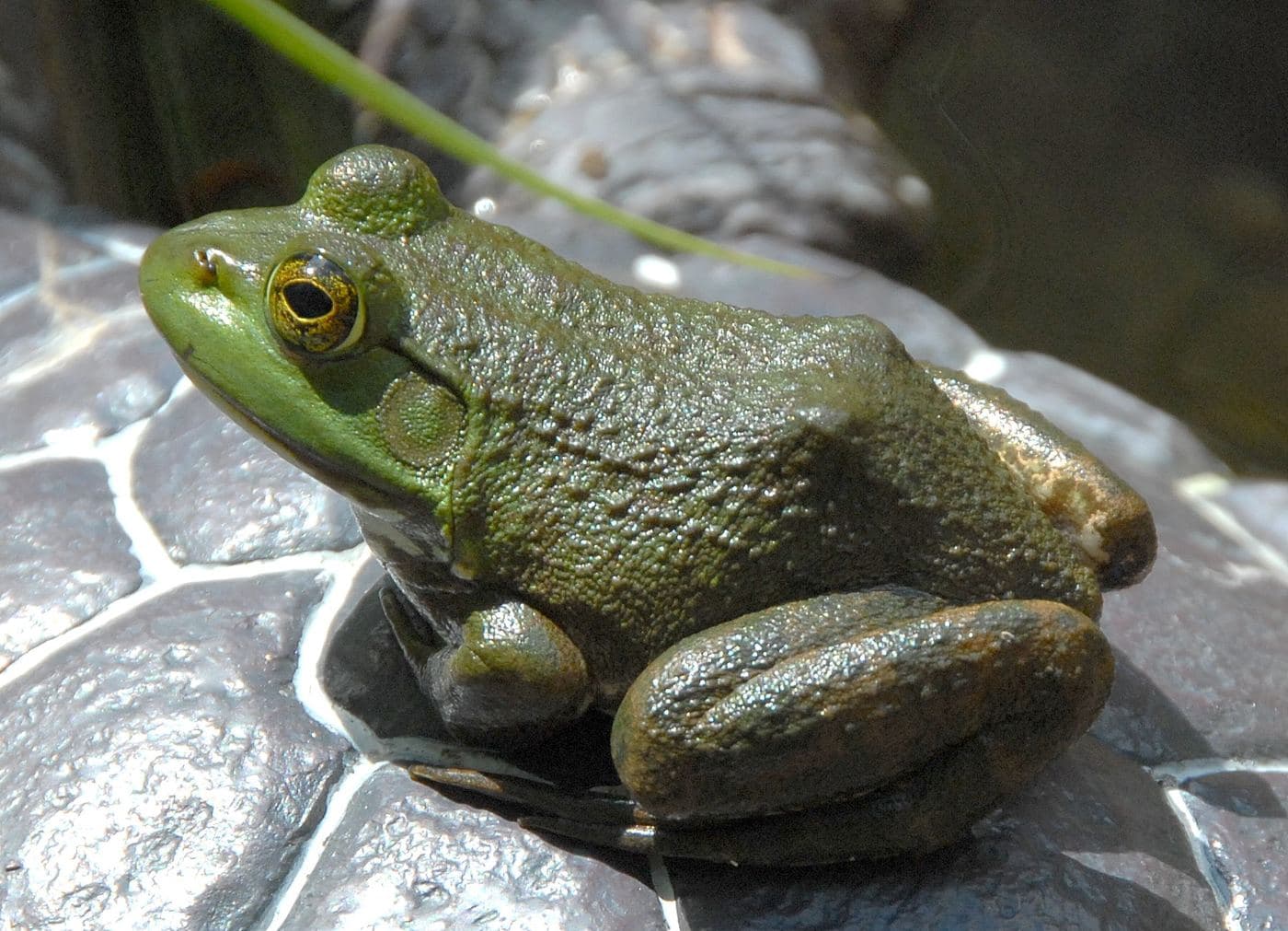 Bullfrog 2