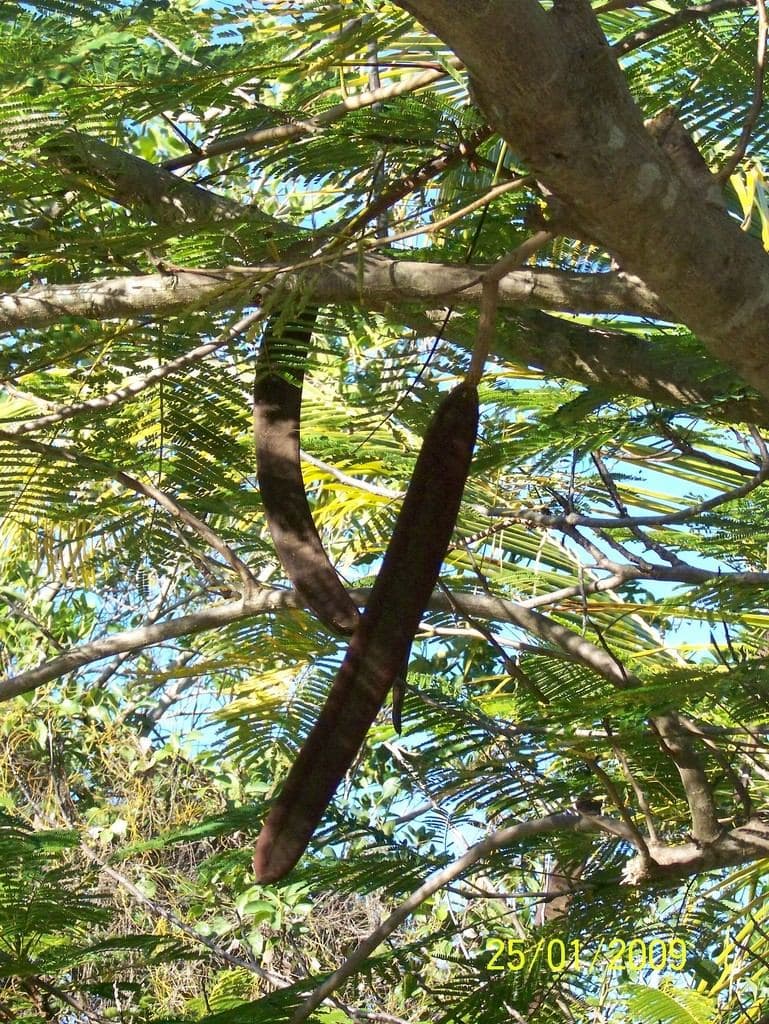 Carob Tree 2