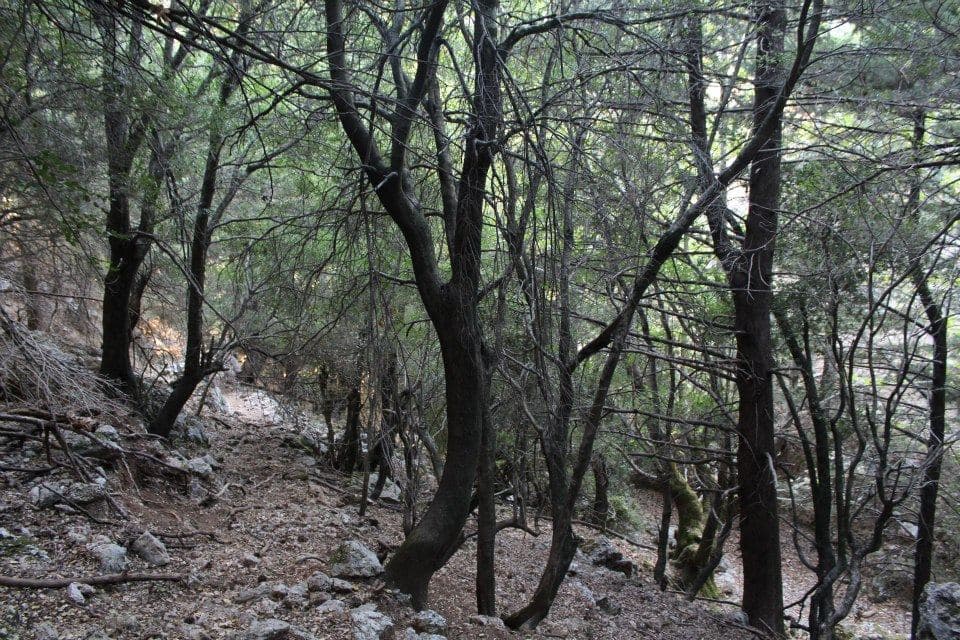Chosti Gorge