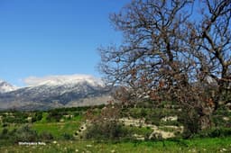 Church of Saint Charalambos in Paliama