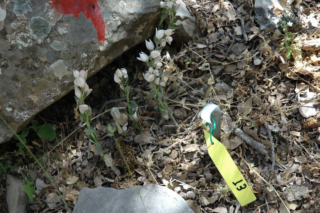 Cretan Cephalanthera