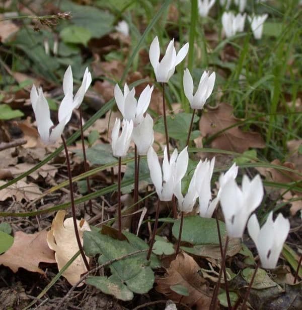 Cretan Cyclamen
