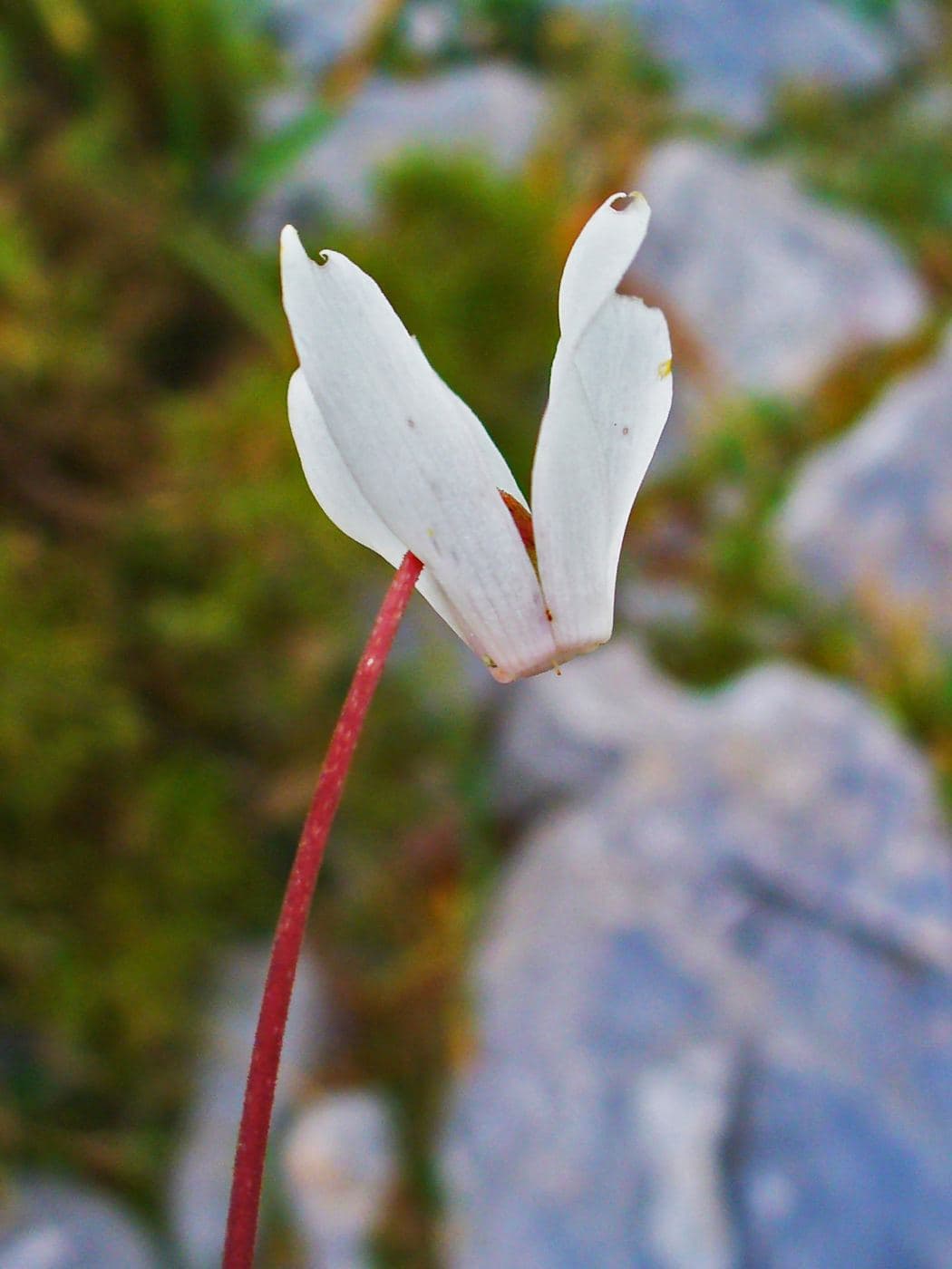 Cretan Cyclamen 2