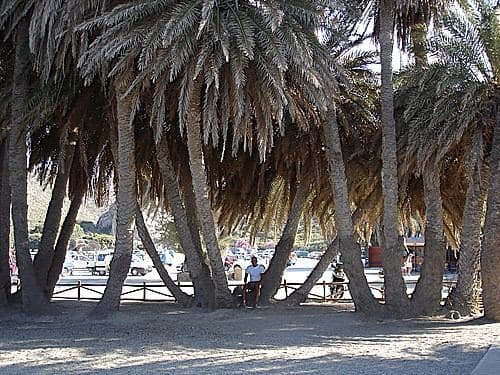 Cretan Date Palm