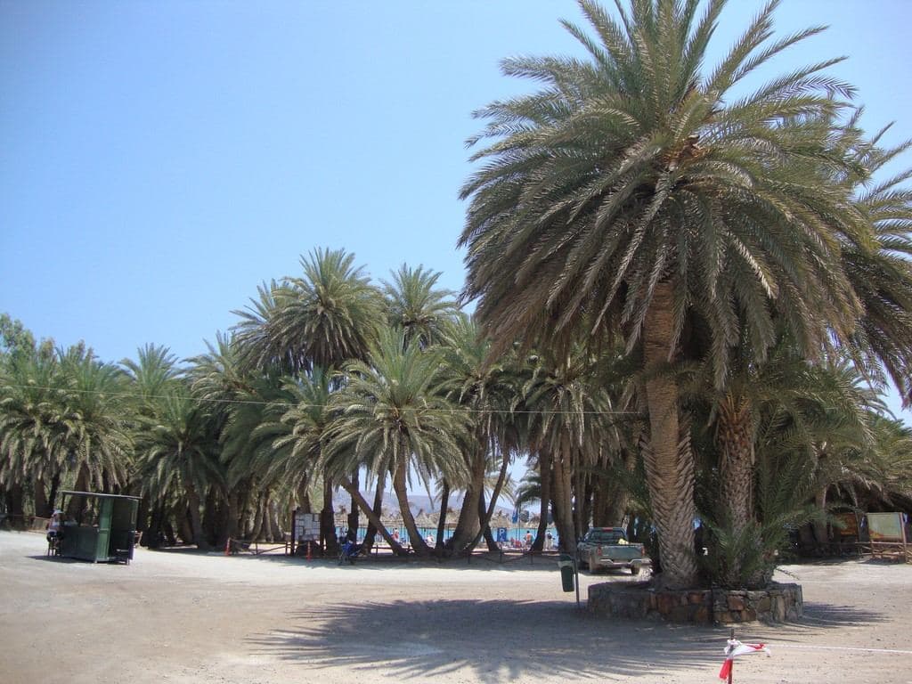 Cretan Date Palm 2