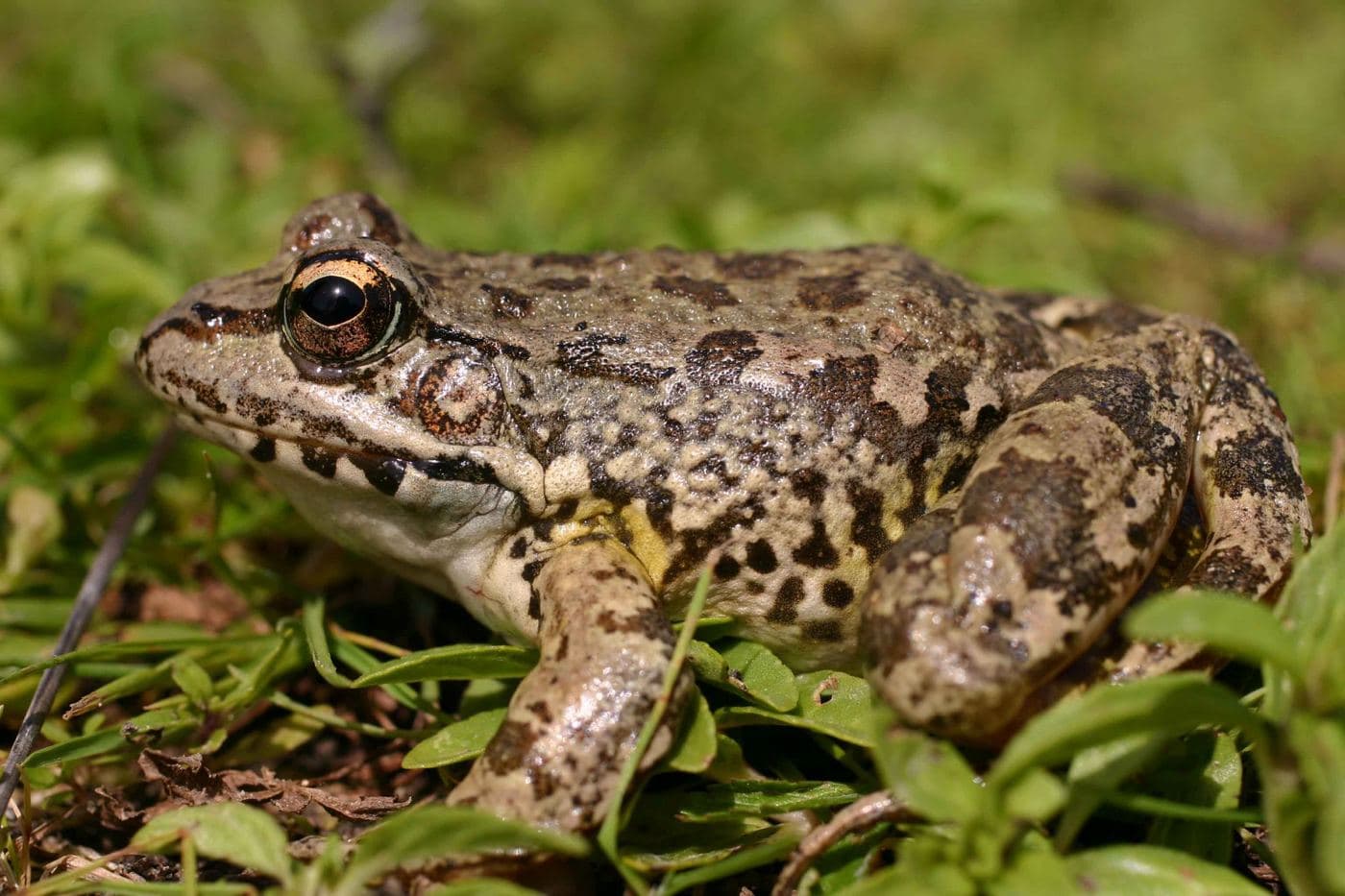 Cretan Frog 2