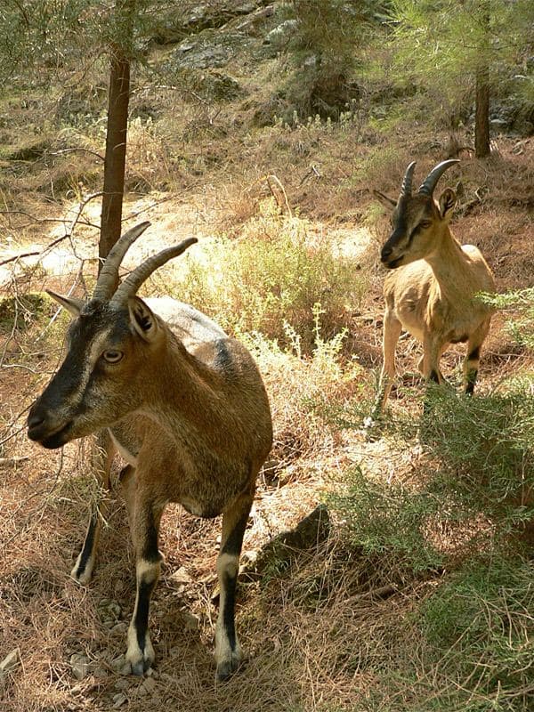 Cretan ibex