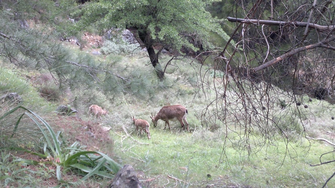 Cretan ibex 2