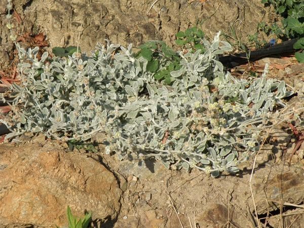 Cretan Mount Tea (Malotira) 2