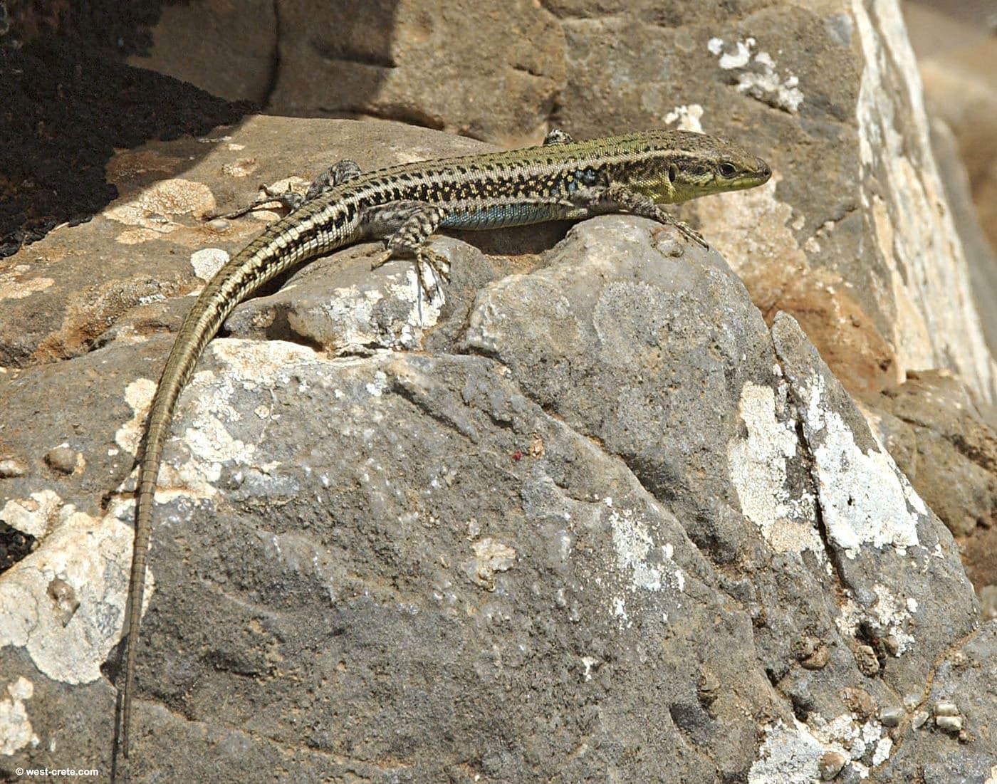 Cretan wall lizard