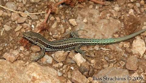 Cretan wall lizard 2