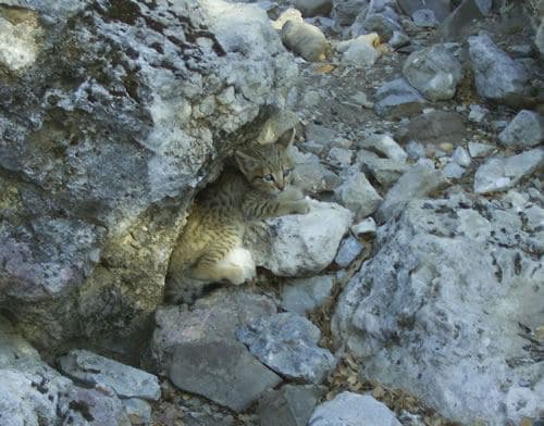 Cretan wildcat