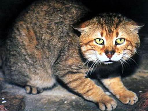 Cretan wildcat 2