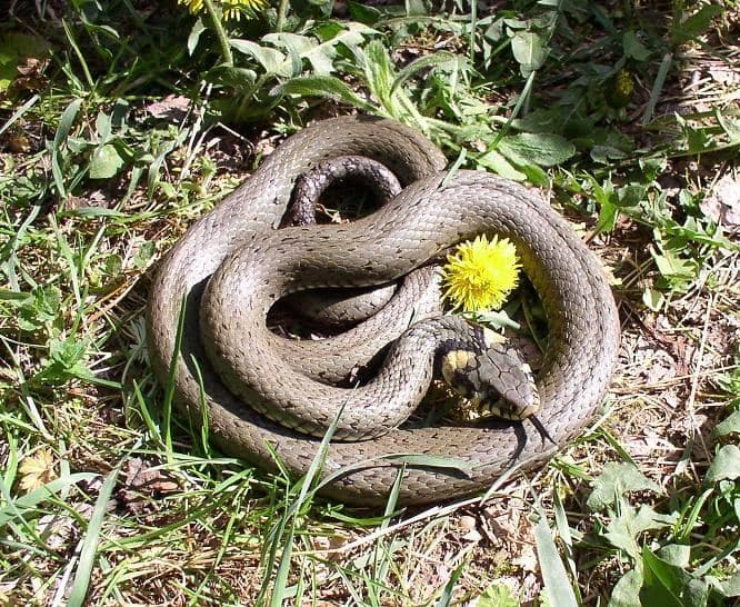 Dice snake 2