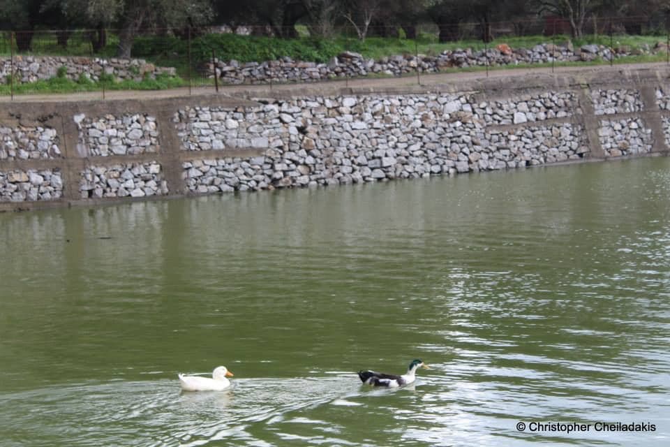 Dories Pond