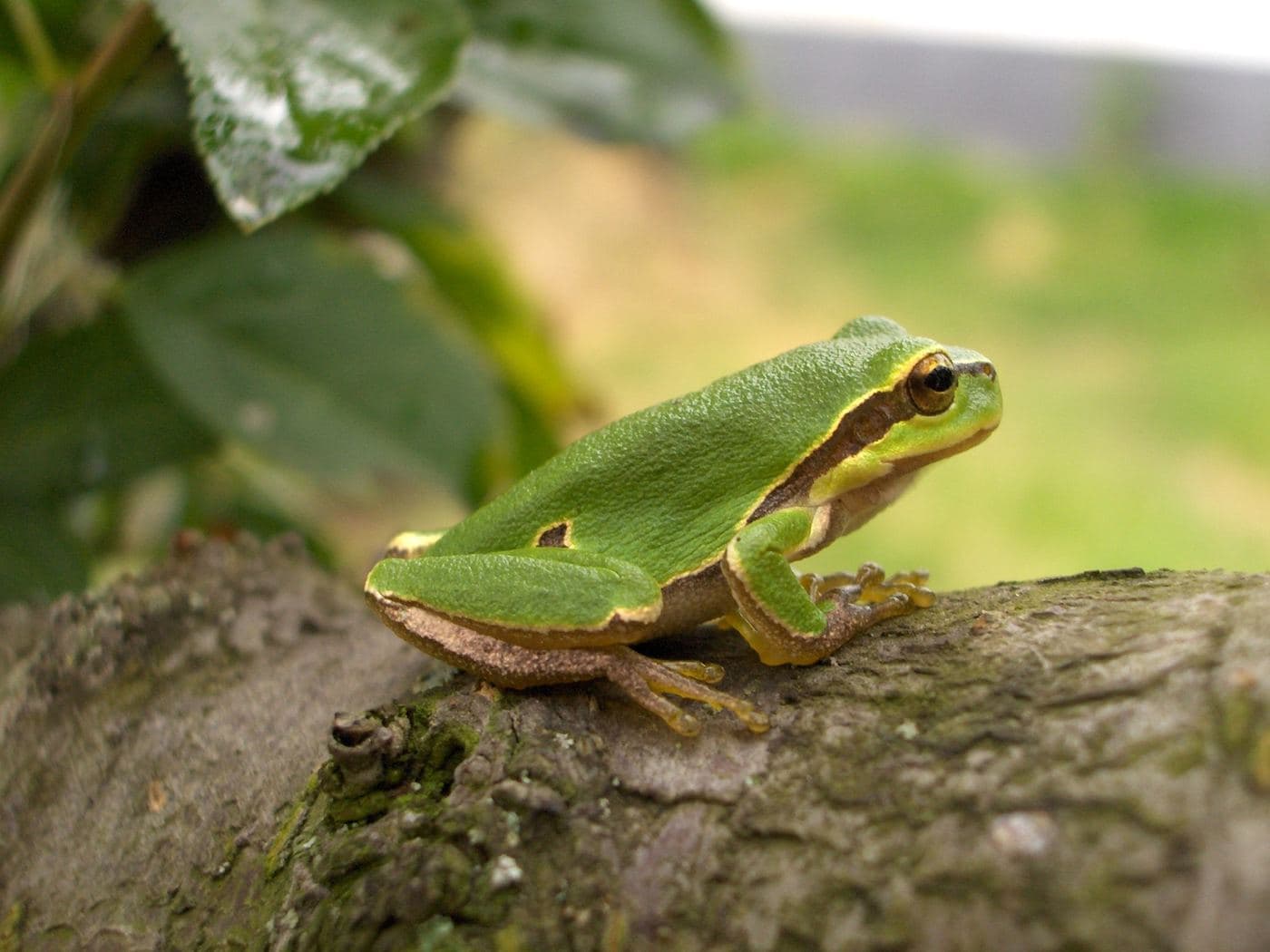 European Tree frog 2