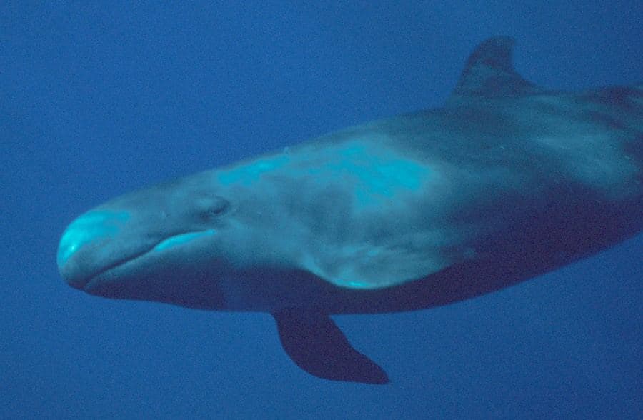 False Killer Whale