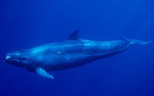 False Killer Whale 2