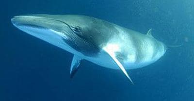 Fin whale