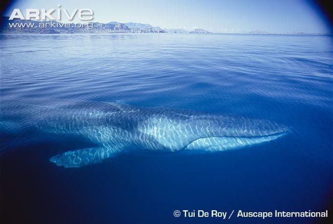 Fin whale 2