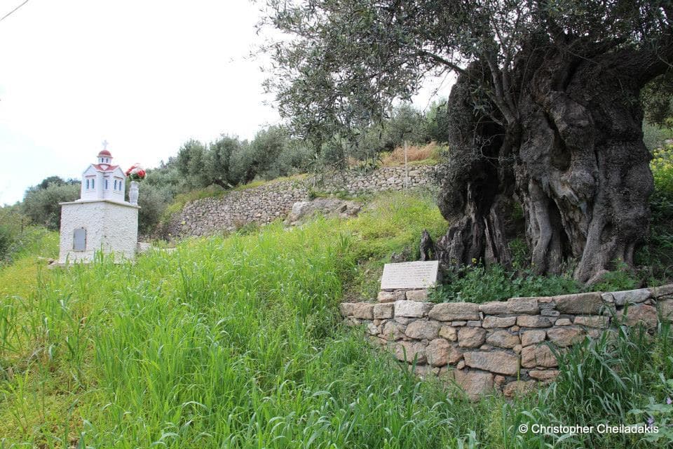 Fourkolia monumental olive tree 2