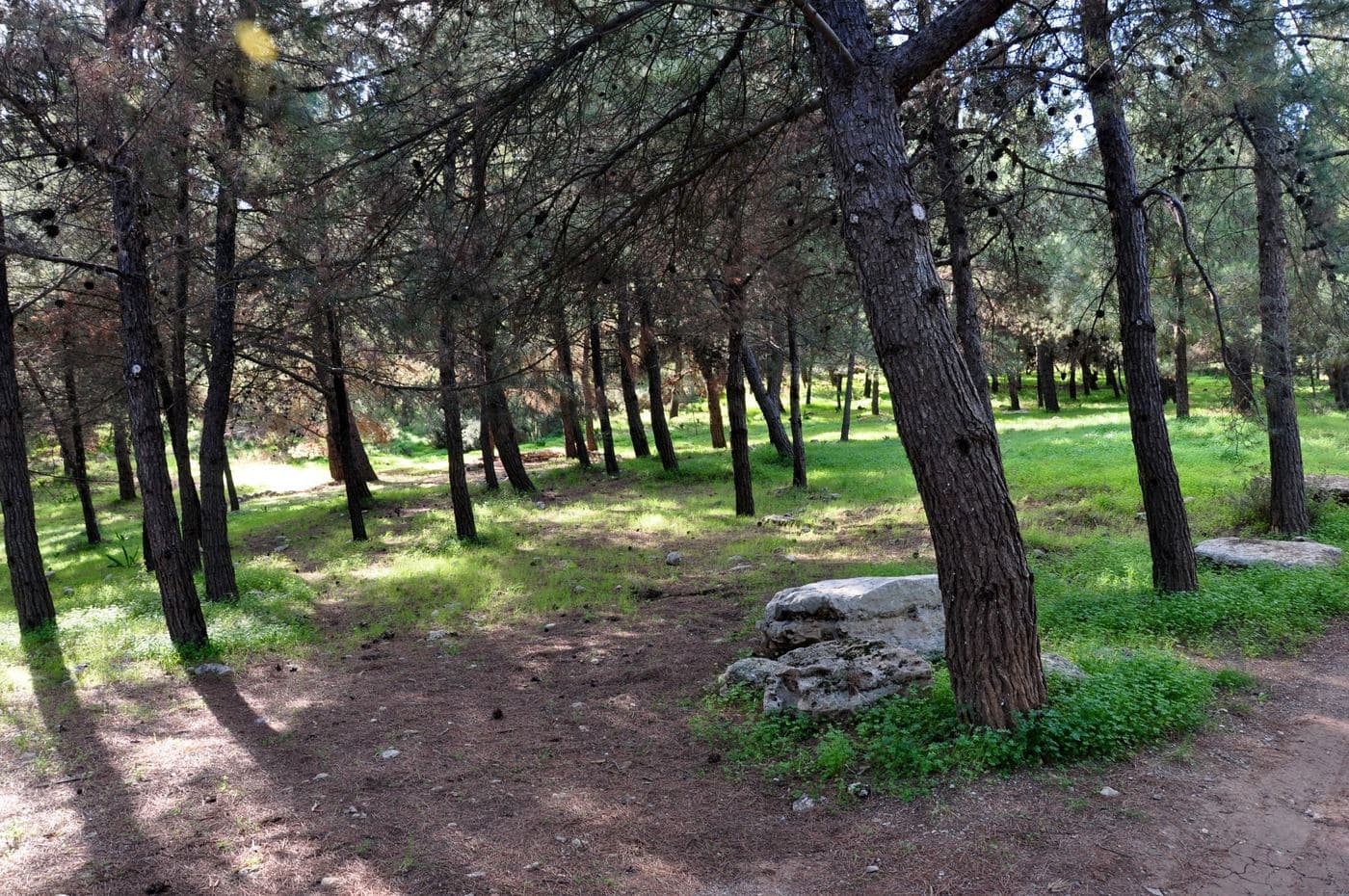 Fourni Wood 2