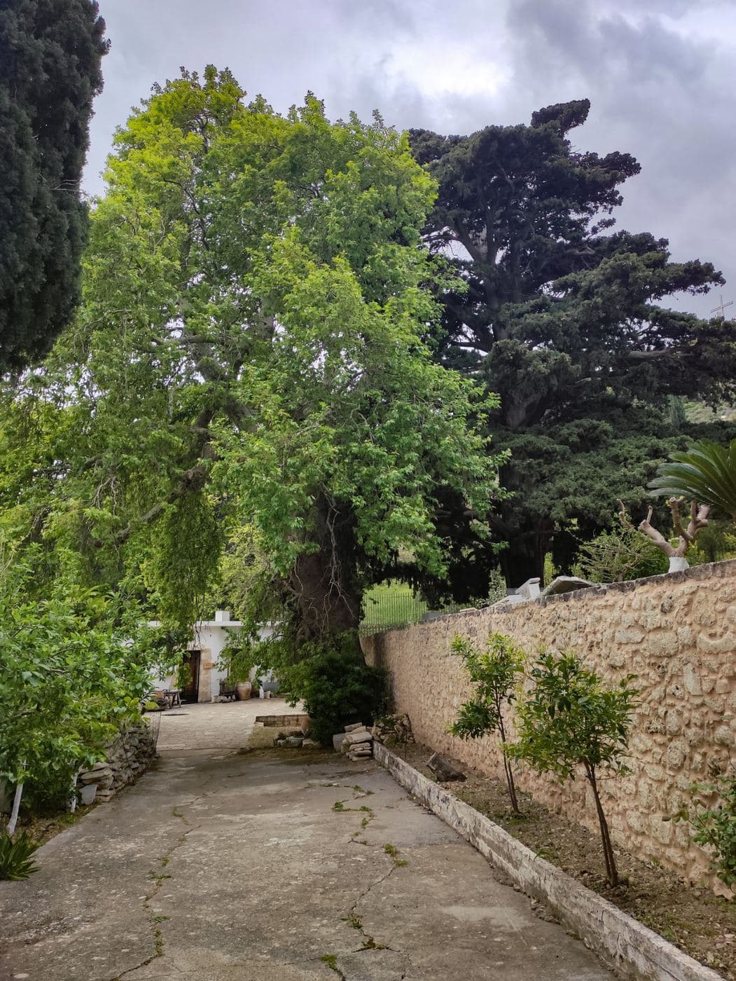 Gorgolaini Monumental Trees 2