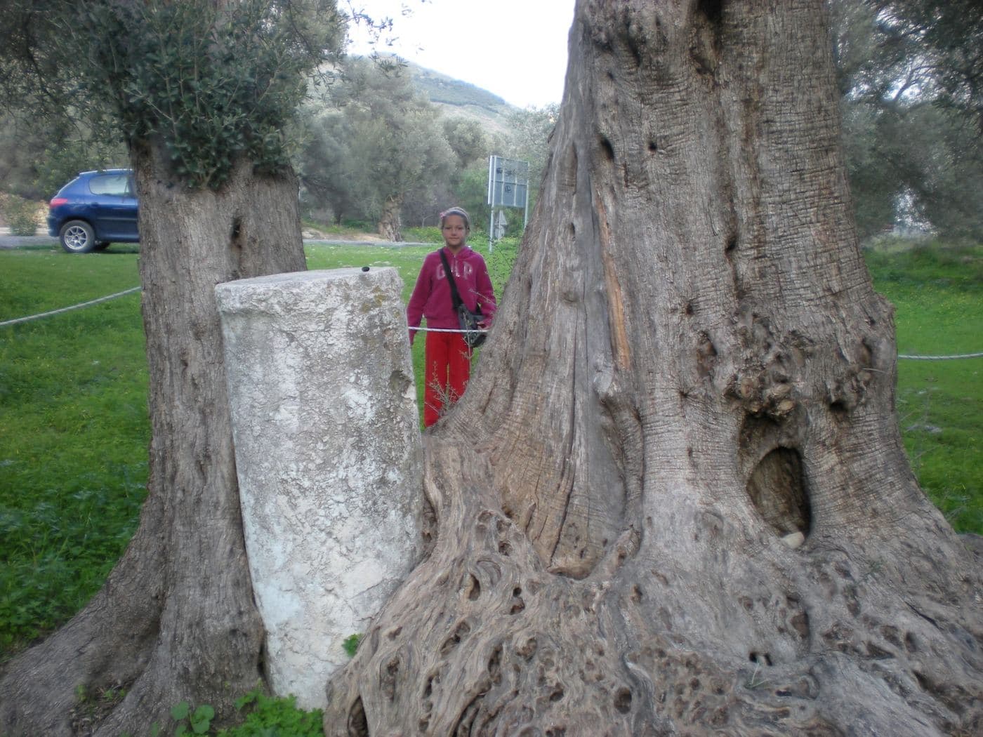 Gortyn ancient Olive Grove 2