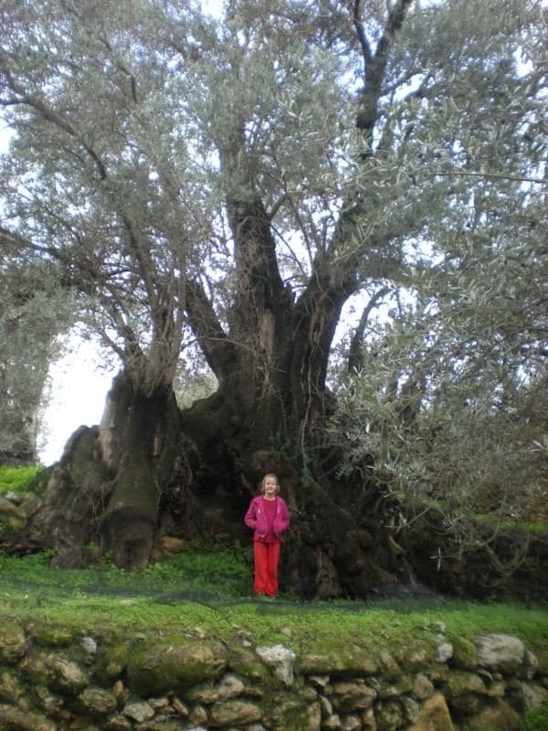 Gre Ele olive tree at Kato Tripodo