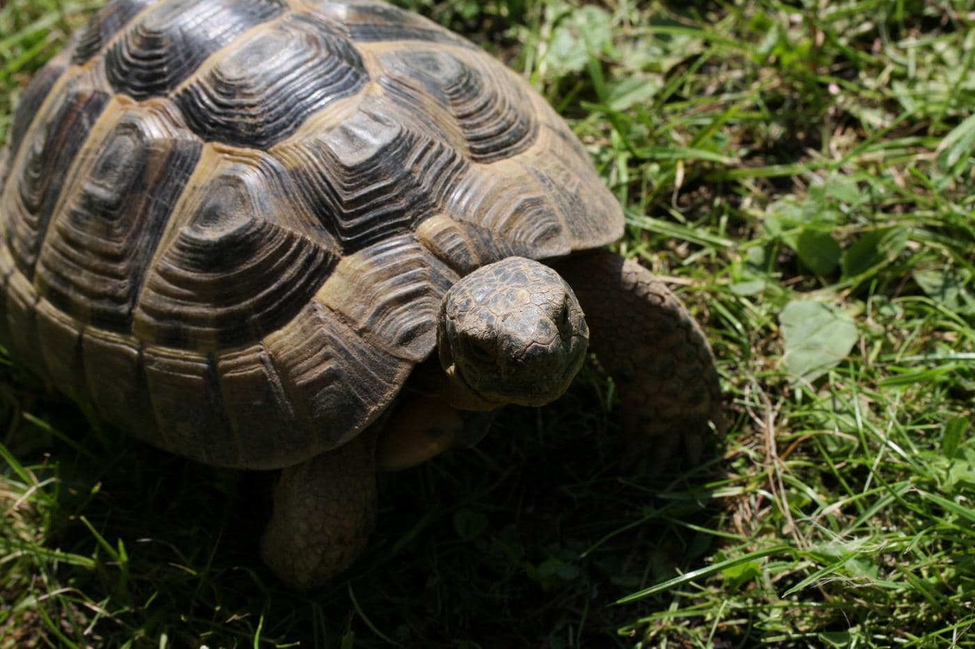 Greek tortoise 2